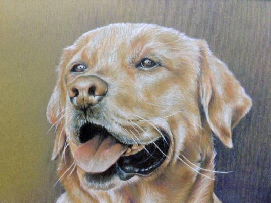 Hand Drawn Pet Portraits in Pastel