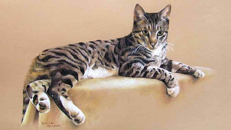 About Pet Portraits In Pastel