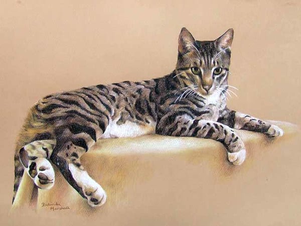 Cat Pet Portrait