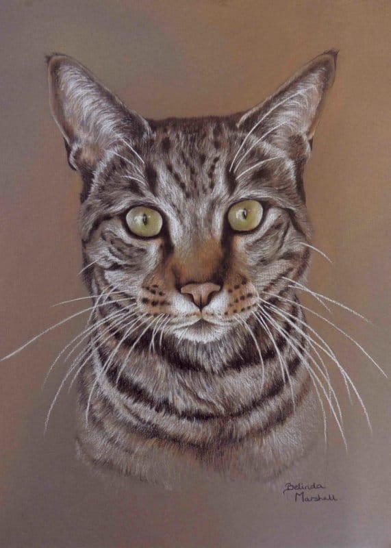 Cat Portrait