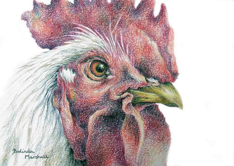 Cockerel Drawing