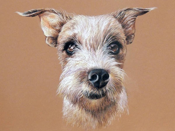 Dog Portrait