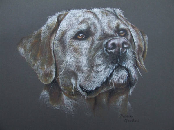 Golden Labrador Portrait