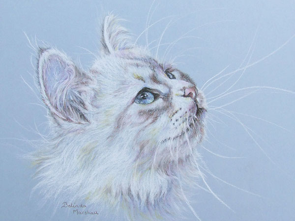 Kitten Pet Portrait