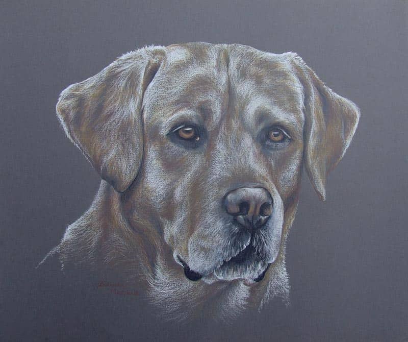 Labrador Pet Commission
