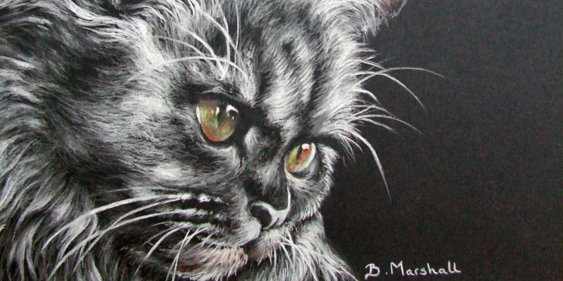 Pet Portrait Commissions