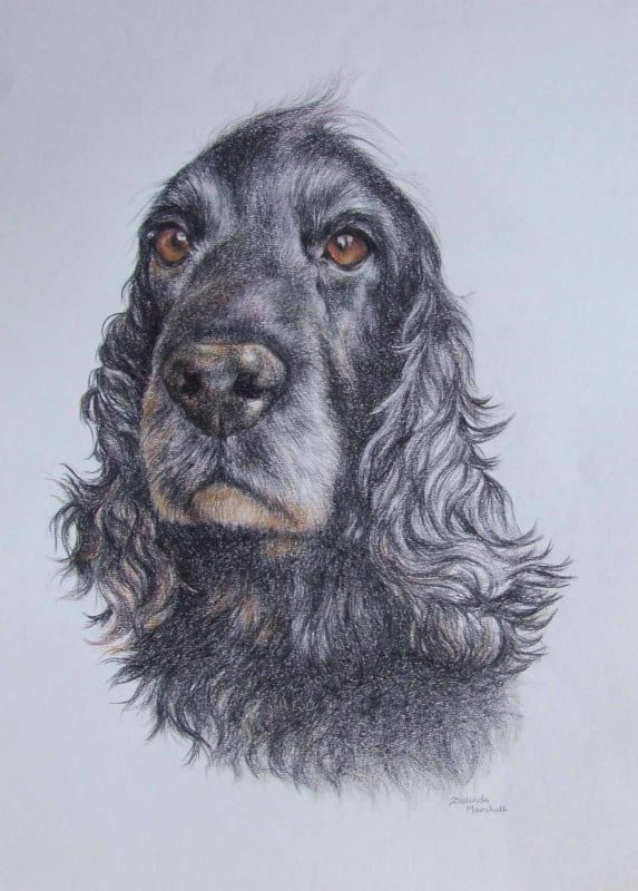 Pet Portrait Of Spaniel