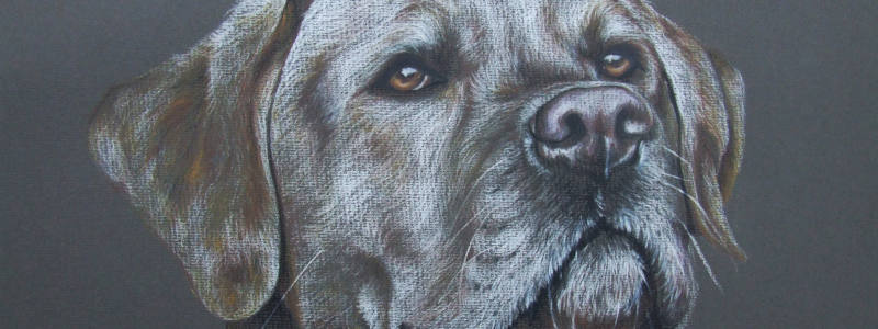 Pet Portraits In Pastel Gallery