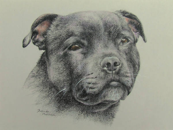 Staffordshire Terrier