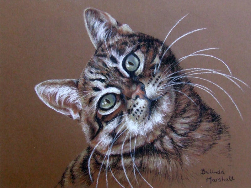 Tabby Cat Pastel Portrait