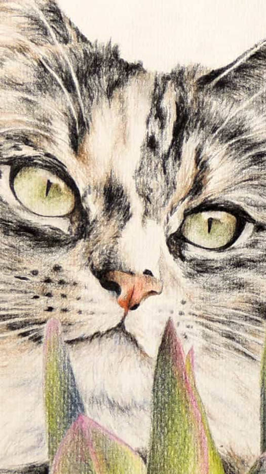 Pastel Pet Portrait by Belinda Marshall