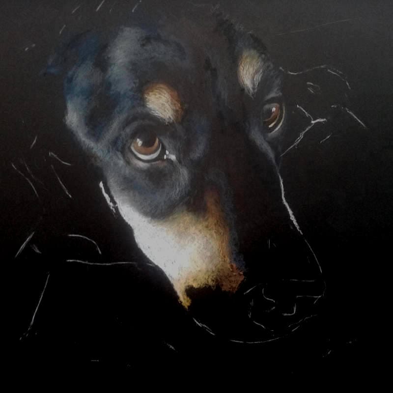 Black Labrador Drawing In Progress