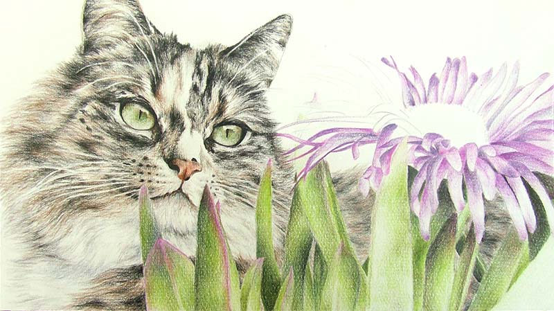 Cat Portrait And Pink Flower