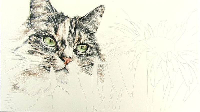 Cat Portrait From A Photo