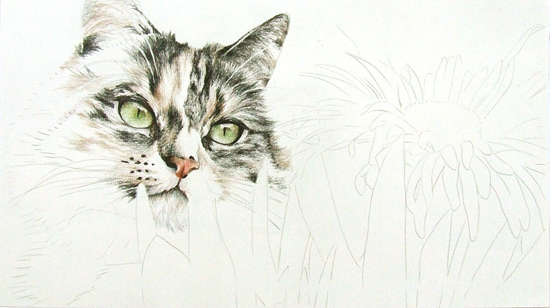 Cat Portrait From Photo