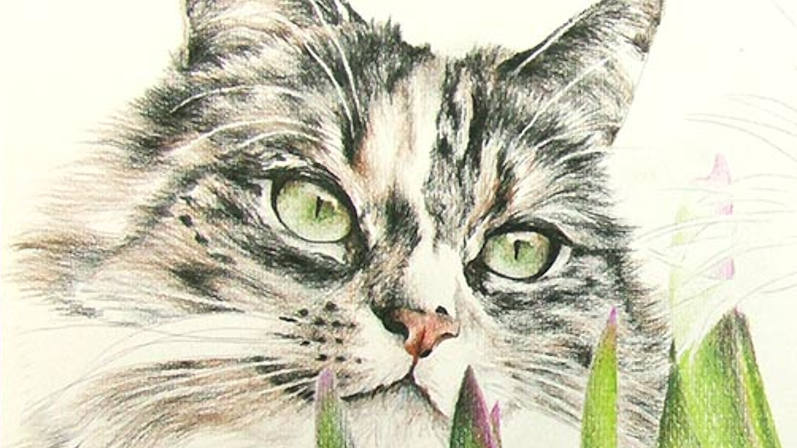 Cat Portrait Whiskers