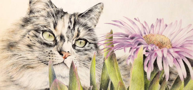 Contact Pet Portraits In Pastel