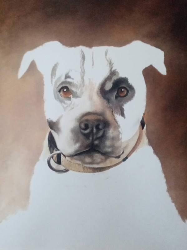 Dog Portrait In Progress