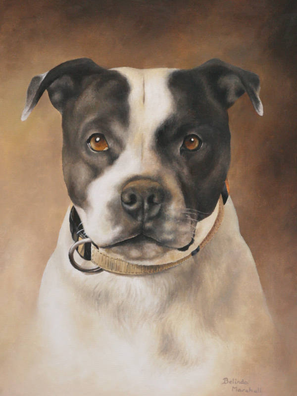 Dog Portrait On Canvas