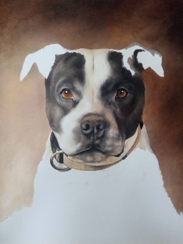 Staffy Face Portrait