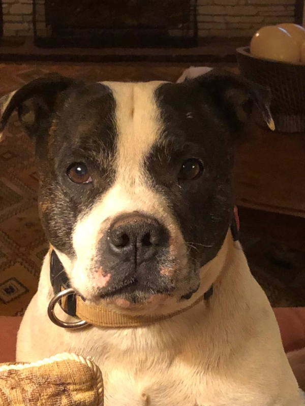 Fenton Staffordshire Bull Terrier
