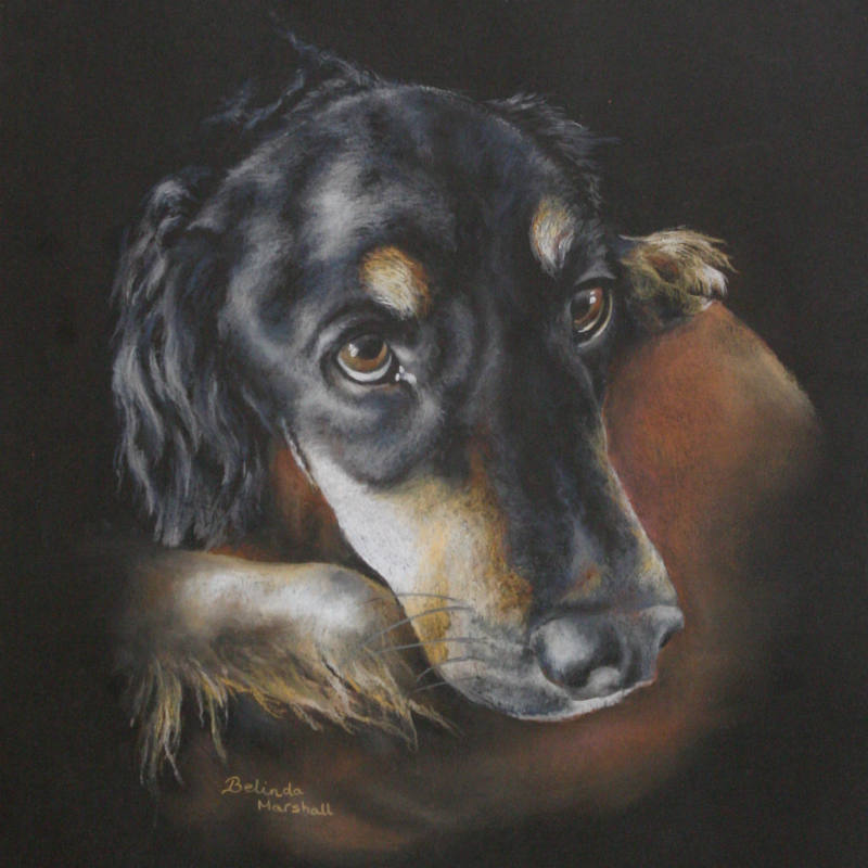 Pet Portrait In Pastel Order Form