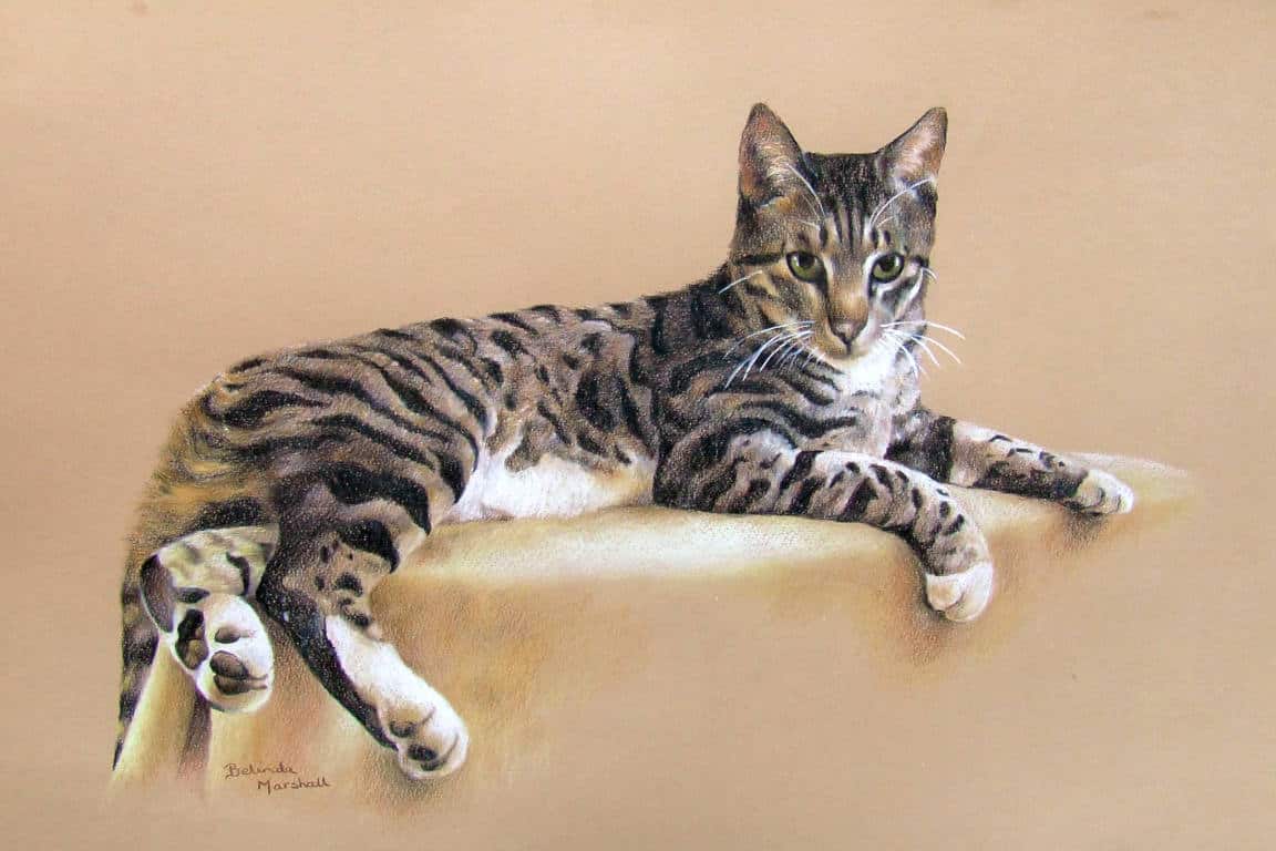 Tabby Cat Artwork