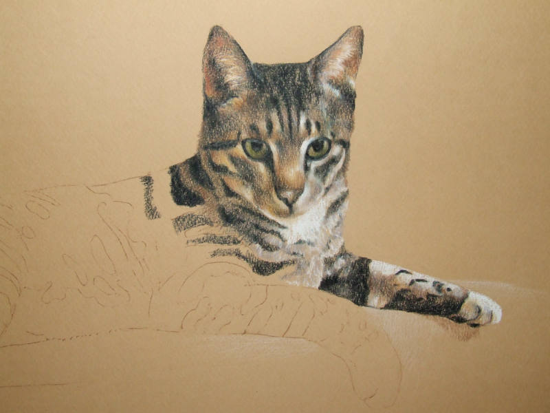 Tabby Cat Portrait In Progress