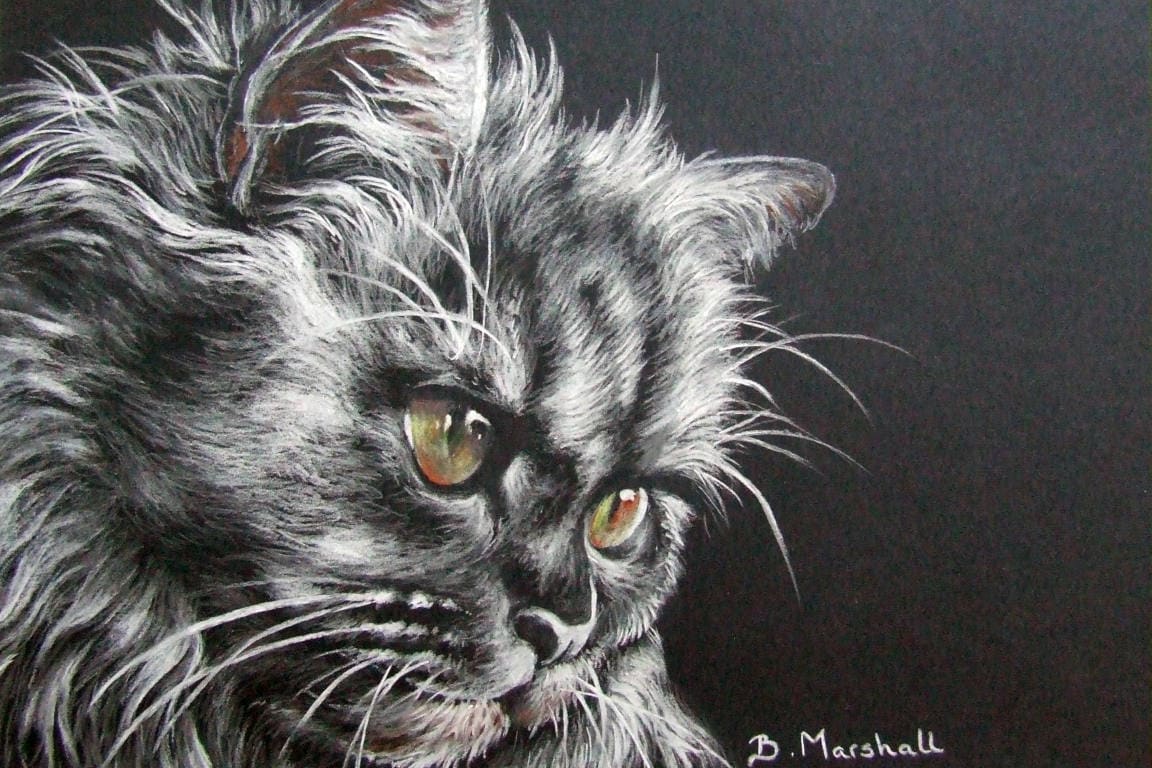 Black and White Cat Drawing