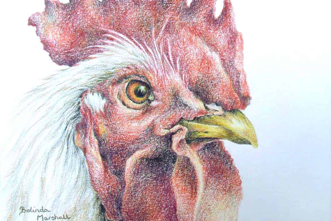 Cockerel Art