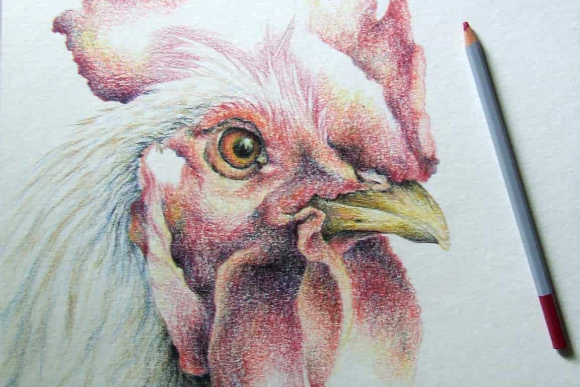 Cockerel Drawing