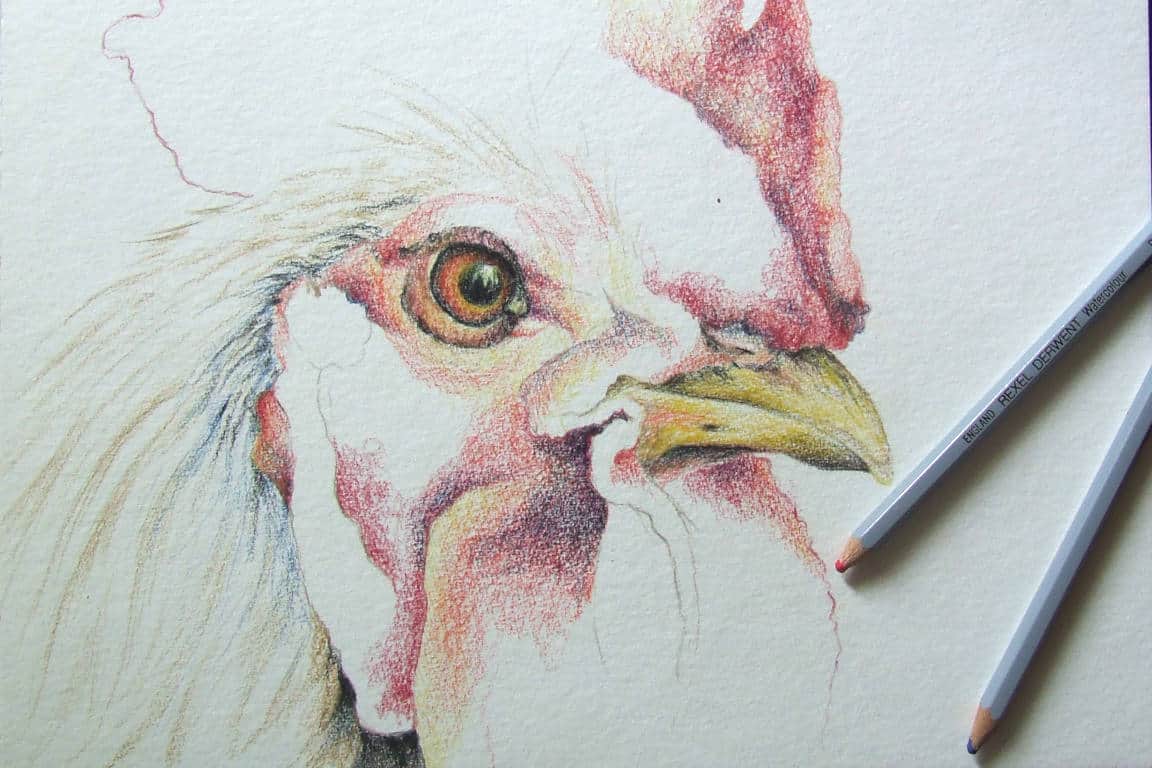 Picture Of Cockerel Art In Progress